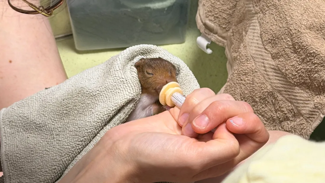Le centre de soins de la LPO Alsace débordé l'été