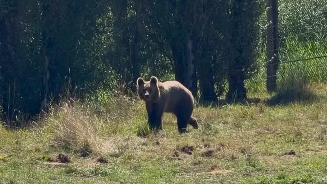 Rencontre avec les jeunes ours du Parc de Sainte-Croix