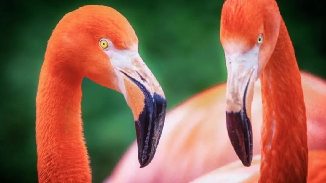Au zoo de Mulhouse : rencontre avec les flamants rouges