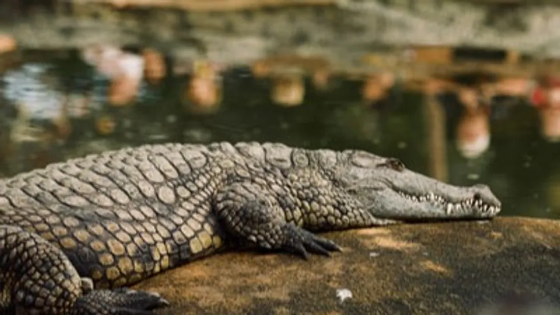 Pierrelatte : Un job dating pour passer l’été à la Ferme aux...