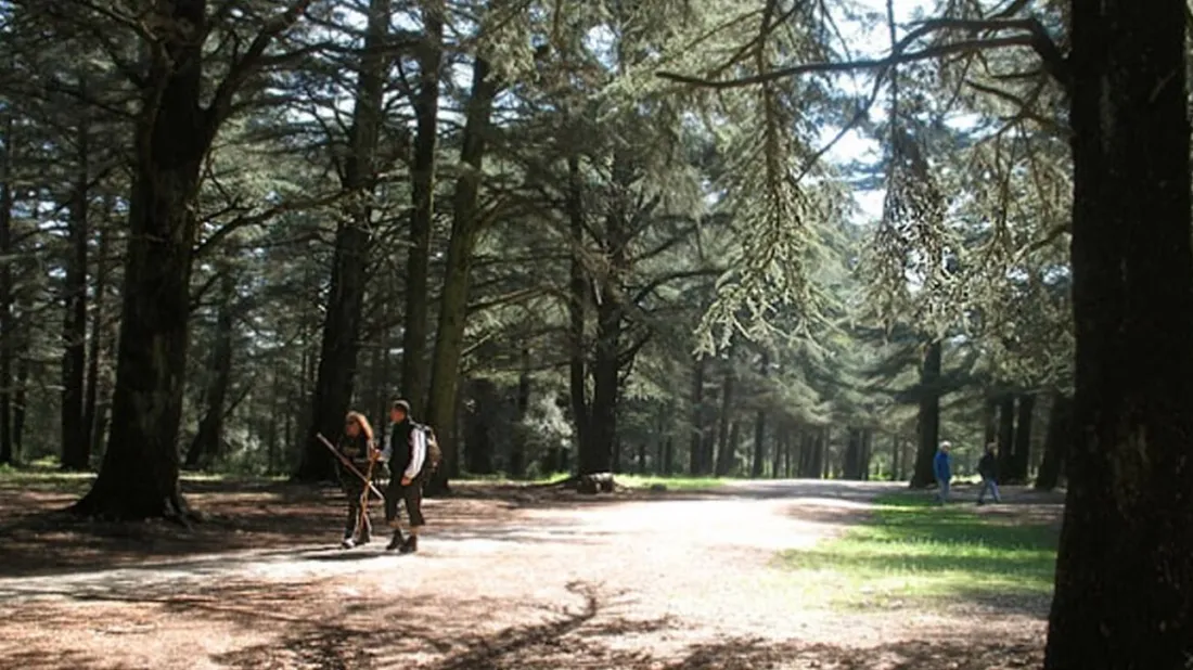 Nuit des forêts : une dizaine d’événements gratuits autour du Golfe...