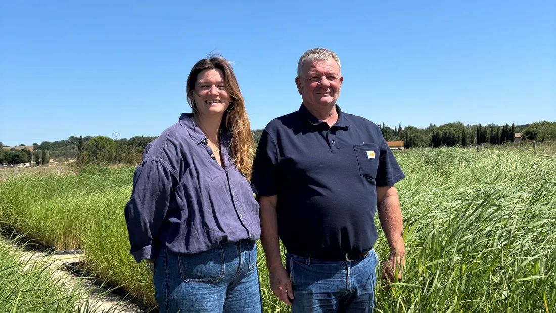 En Petite Camargue dans le Gard, l’eau se soigne par le végétal