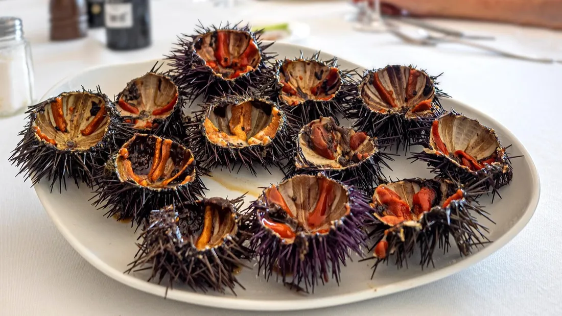 Les Oursinades arrivent à Canet-en-Roussillon