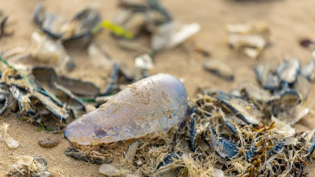 Les Sables-d’Olonne : baignade et sports nautiques interdits après...