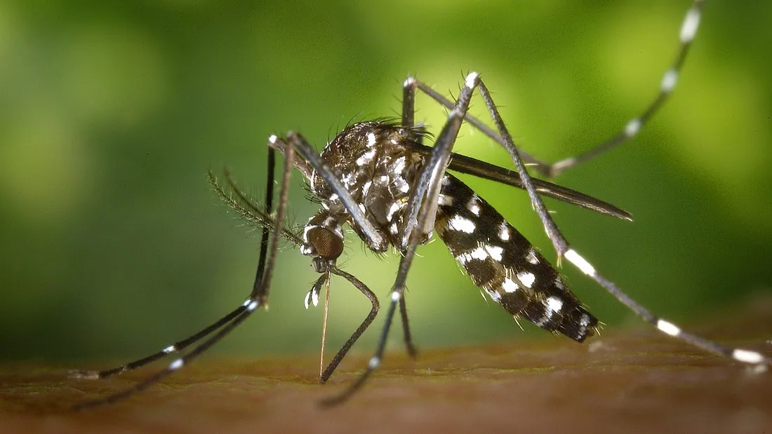 Chikungunya en France : une vingtaine de cas autochtones recensés...