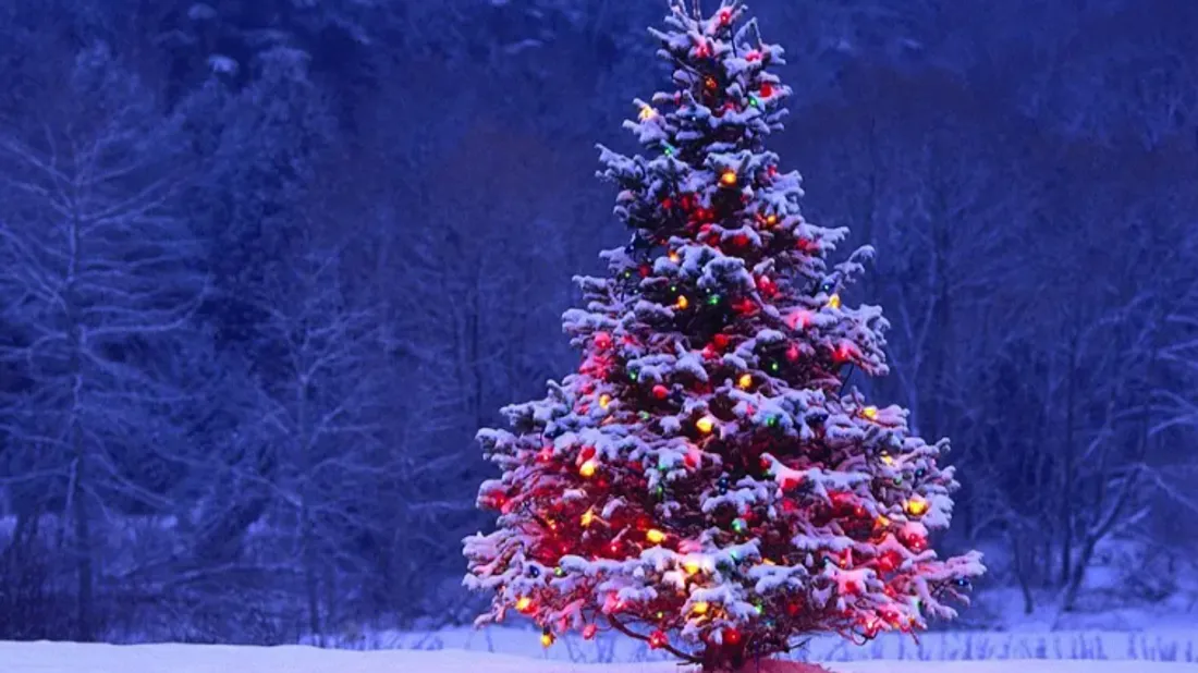 Comment le sapin est devenu la star de Noël ? L’ascension d’un...