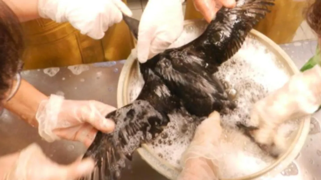 Vingt-six ans après, l’Erika refait surface : des oiseaux mazoutés...