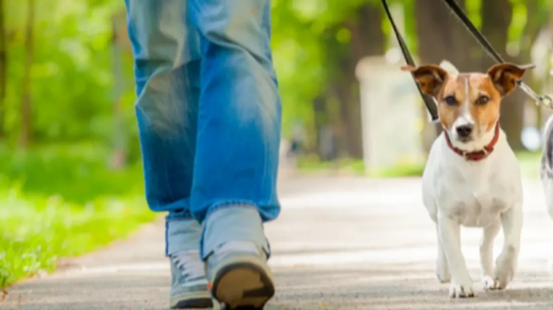 Garde d'animaux pour les vacances d'été : le grand casse-tête des...