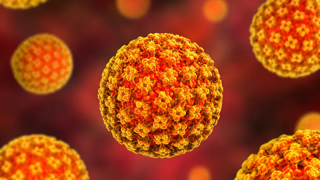 Hantavirus : ce virus rare transmis par les rongeurs qui inquiète...