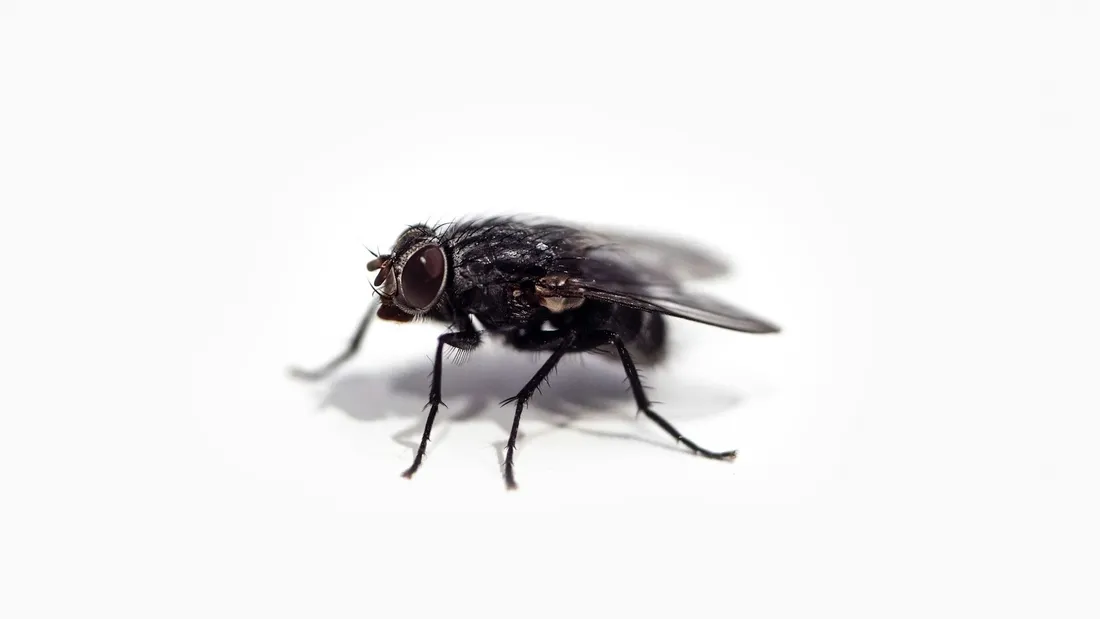 Mouches : les 5 réflexes à adopter pour éviter l'invasion cet été...