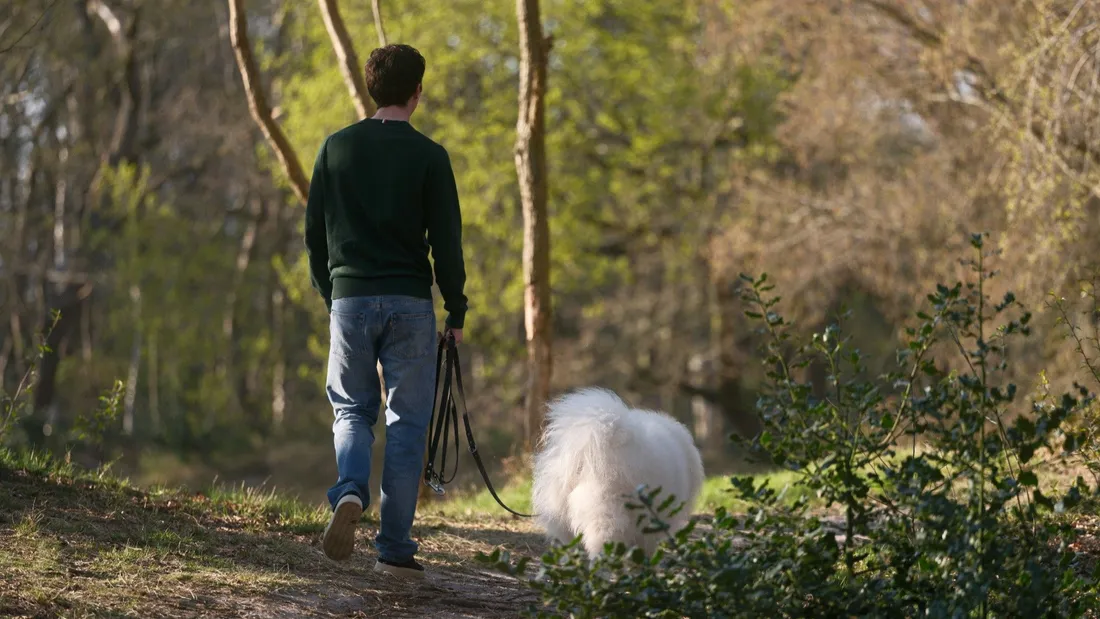 Promenade en forêt : les chiens devront être tenus en laisse dès ce...