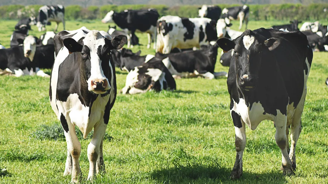 Agriculture : un plan de soutien proposé par l'Ille-et-Vilaine face...