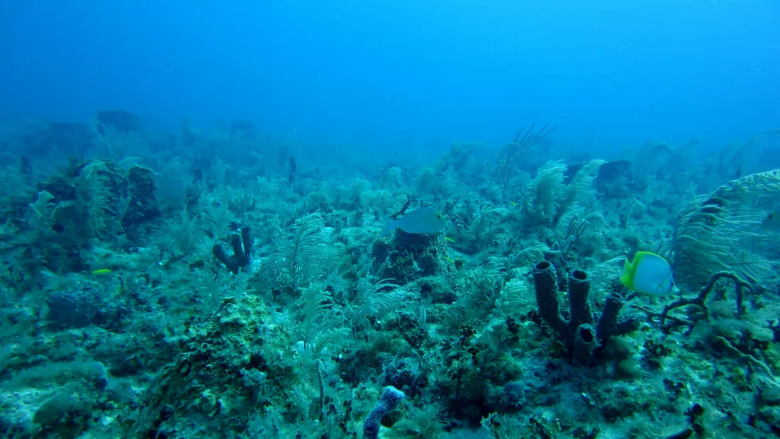Les océans mondiaux ont atteint un pic de chaleur en juin avec près...