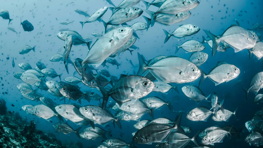 Poissons, huîtres, moules : ce qui va changer dans vos assiettes...
