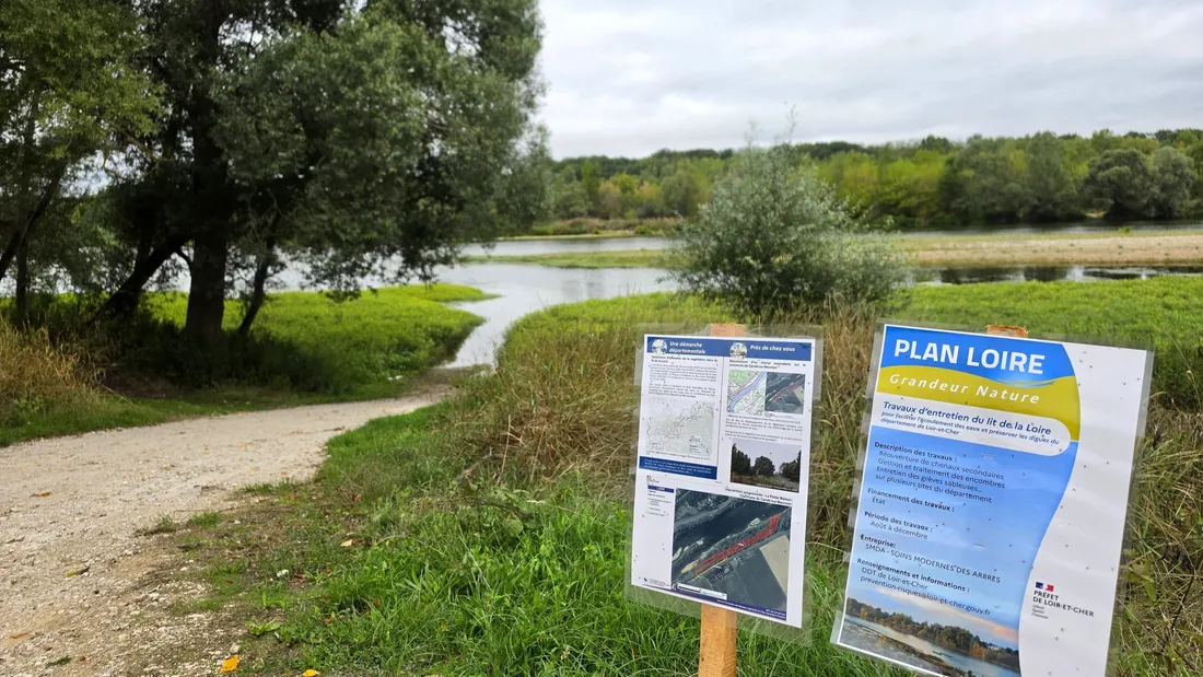 Dans le lit de la Loire, on enlève des arbres... pour mieux se...