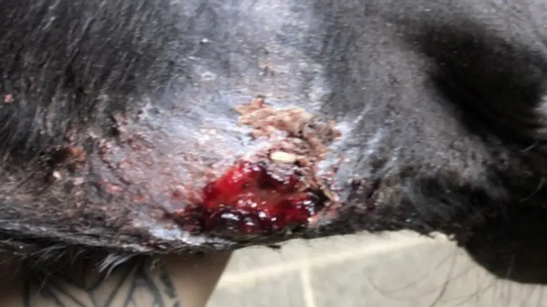 Eleveur de chevaux accusé de violences : d'anciennes employées...