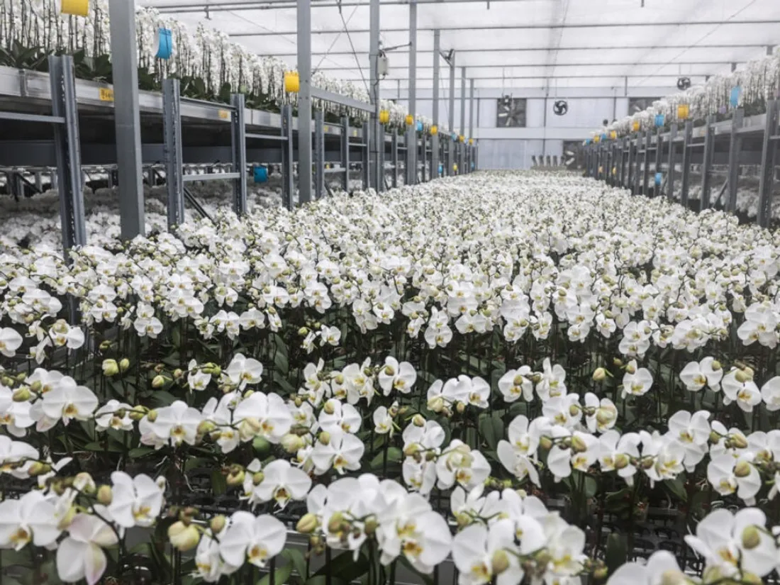 Orchidées de Taïwan : Trump frappe avec des surtaxes douanières de 20%