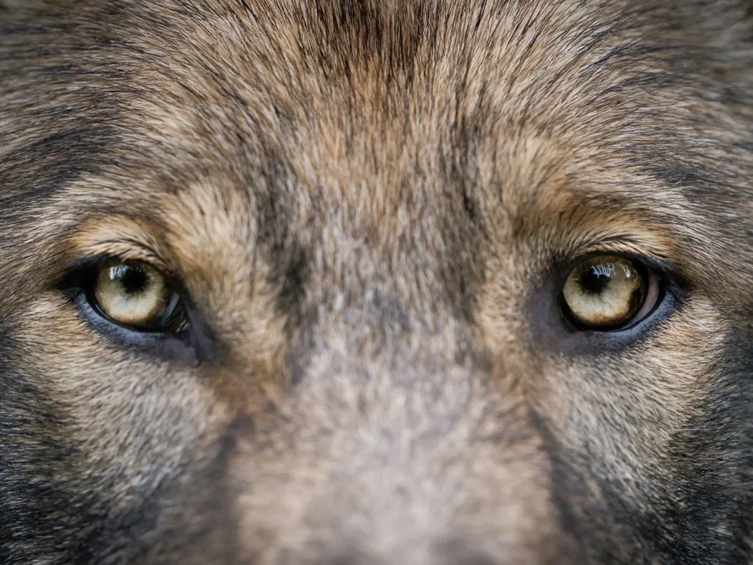 🔊 Polémique à Châteaudun : les animaux sauvages ont-ils encore...