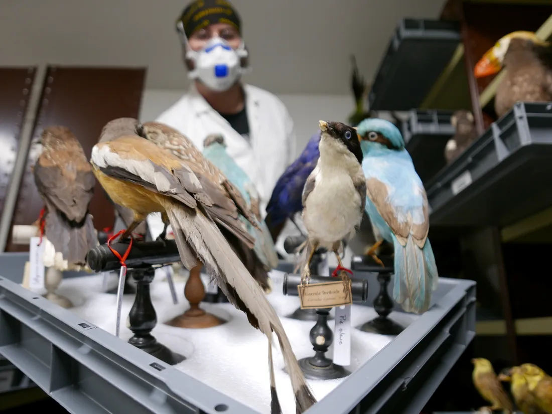 🔊 Empoisonnée à l'arsenic, cette collection du musée déménage