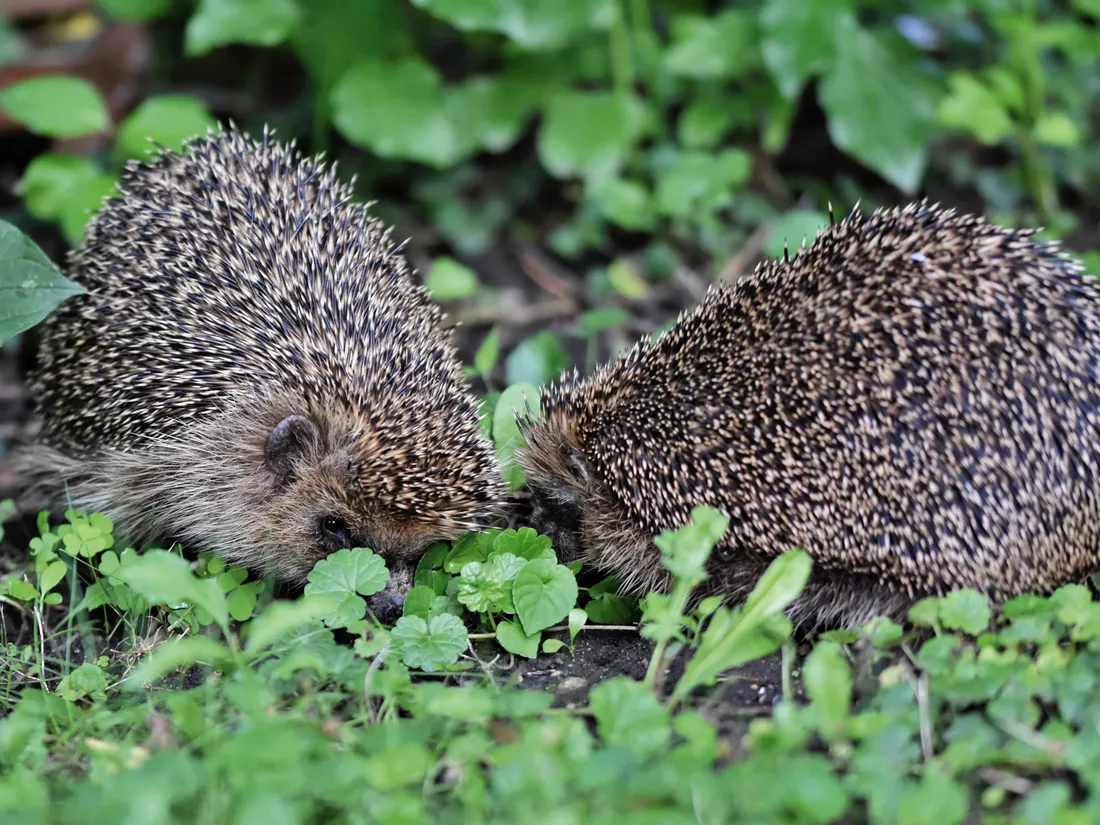 🔊 À Sérazereux la SPDA recueille aussi la faune sauvage