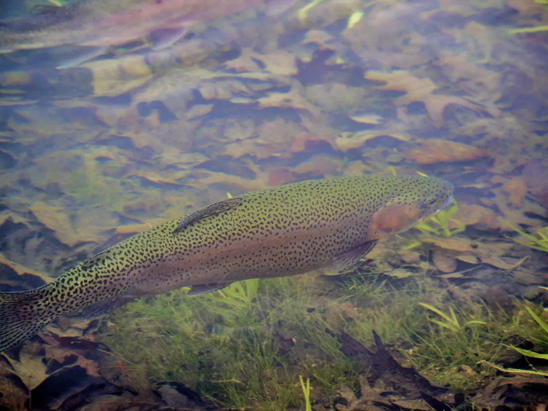 La truite en attendant le brochet en avril !