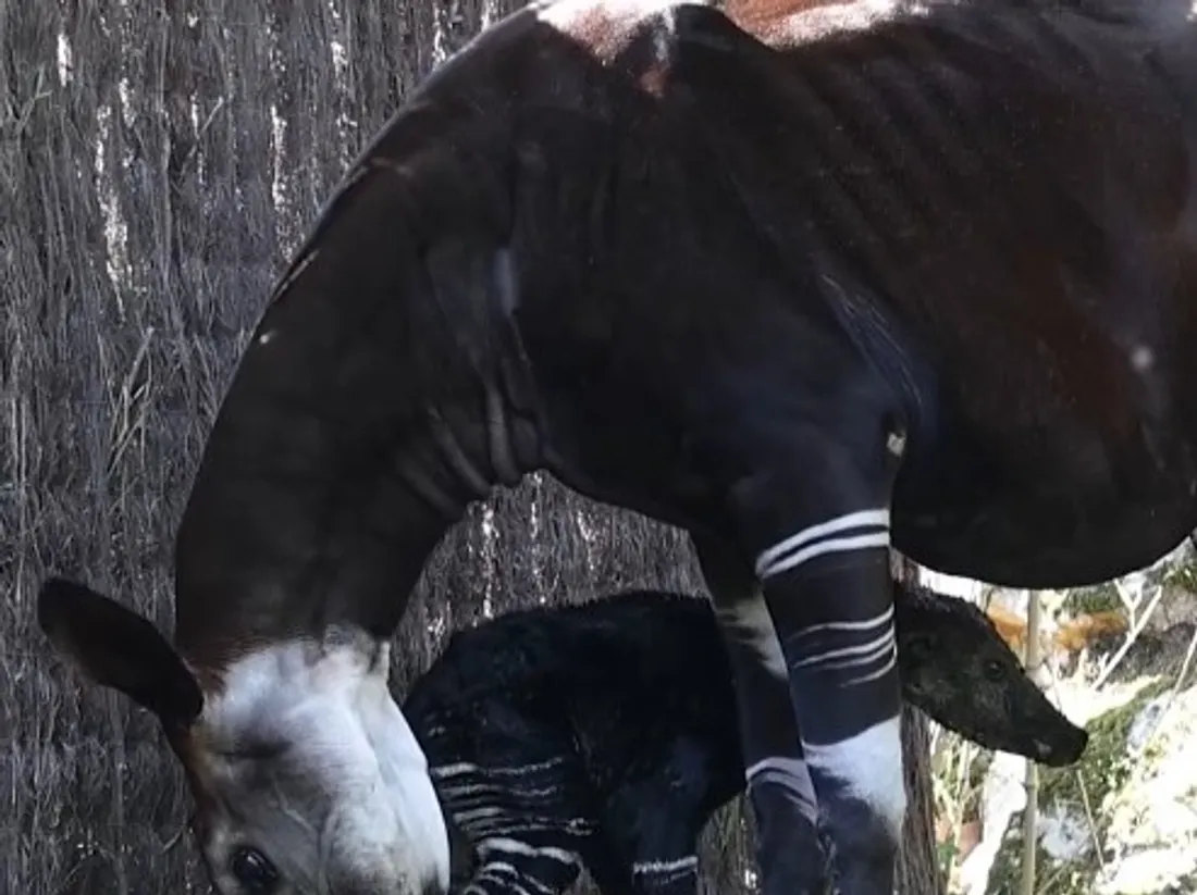 Carnet rose au ZooParc de Beauval : un bébé okapi est né en plein...