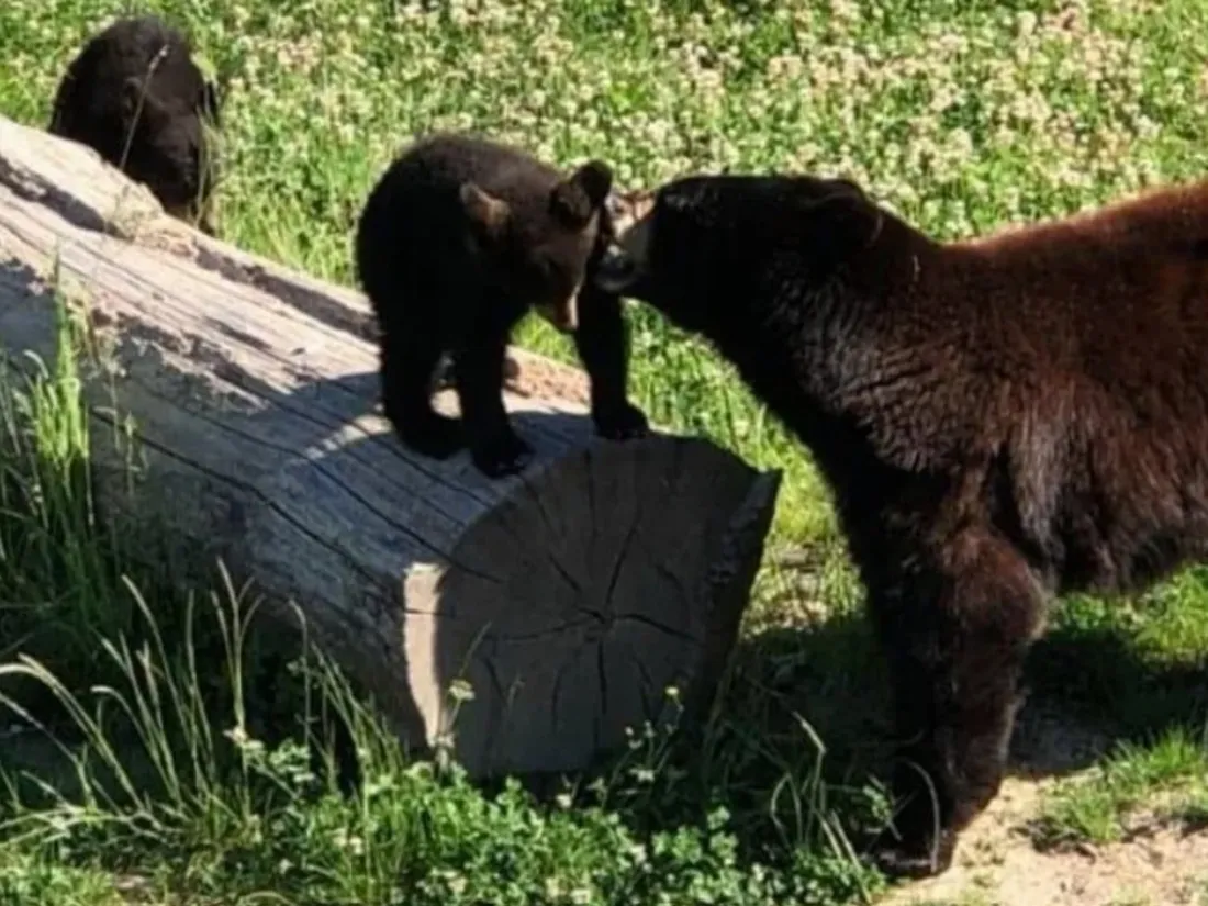 Lorraine : une journée pas comme les autres au Parc animalier de...