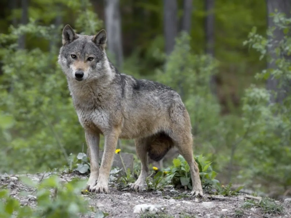 Recrudescence d'attaques de loup dans la Meuse : la préfecture réagit