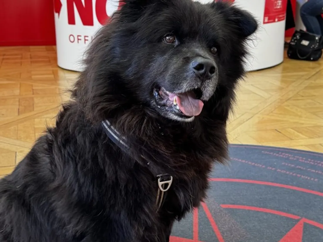 Nancy devient une destination « dog-friendly » : l'Office de...