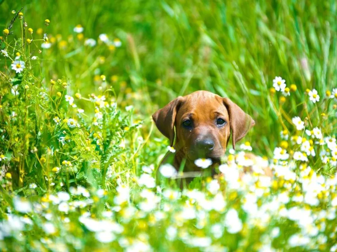 Balades de printemps : les dangers qui guettent votre chien