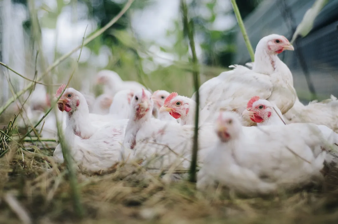 Influenza aviaire : le niveau de risque abaissé à « négligeable »,...