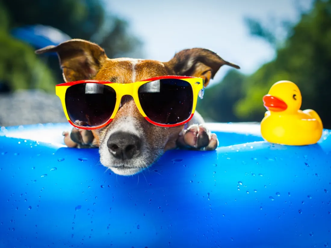 Les bons conseils pour protéger vos animaux de la chaleur