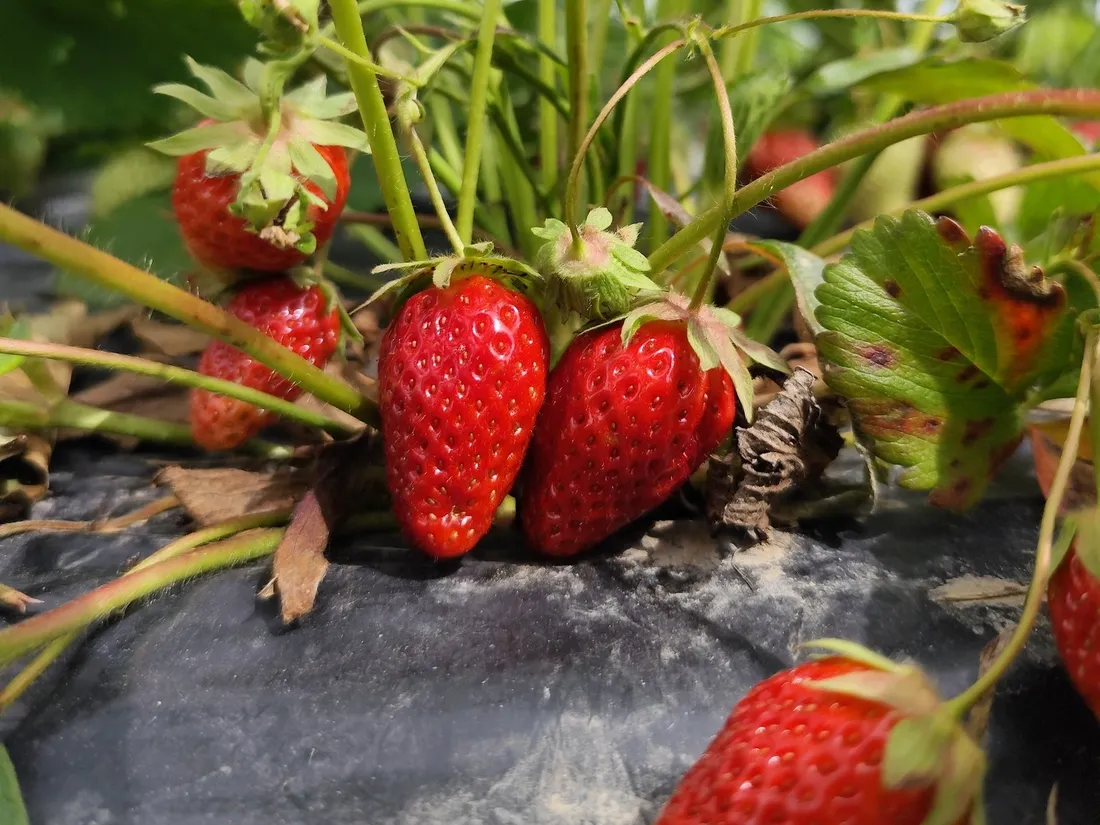 Fraises d'Alsace : la saison démarre, ne passez pas à côté