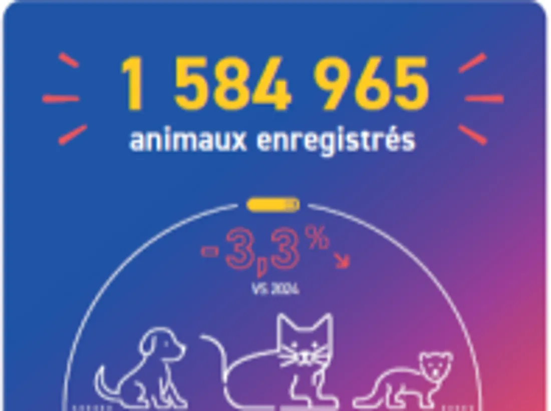 Animaux de compagnie : face aux risques de l’été, l'identification...