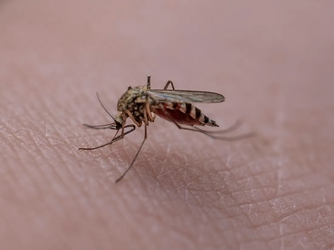 En Maine-et-Loire. Après un cas de dengue, une opération de...