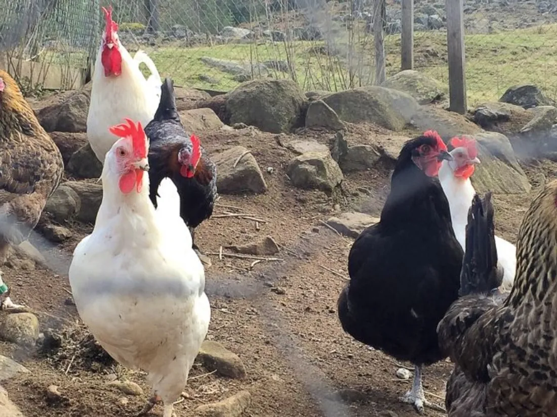 Maine-et-Loire. Le seul cas de grippe aviaire en France se trouve à...