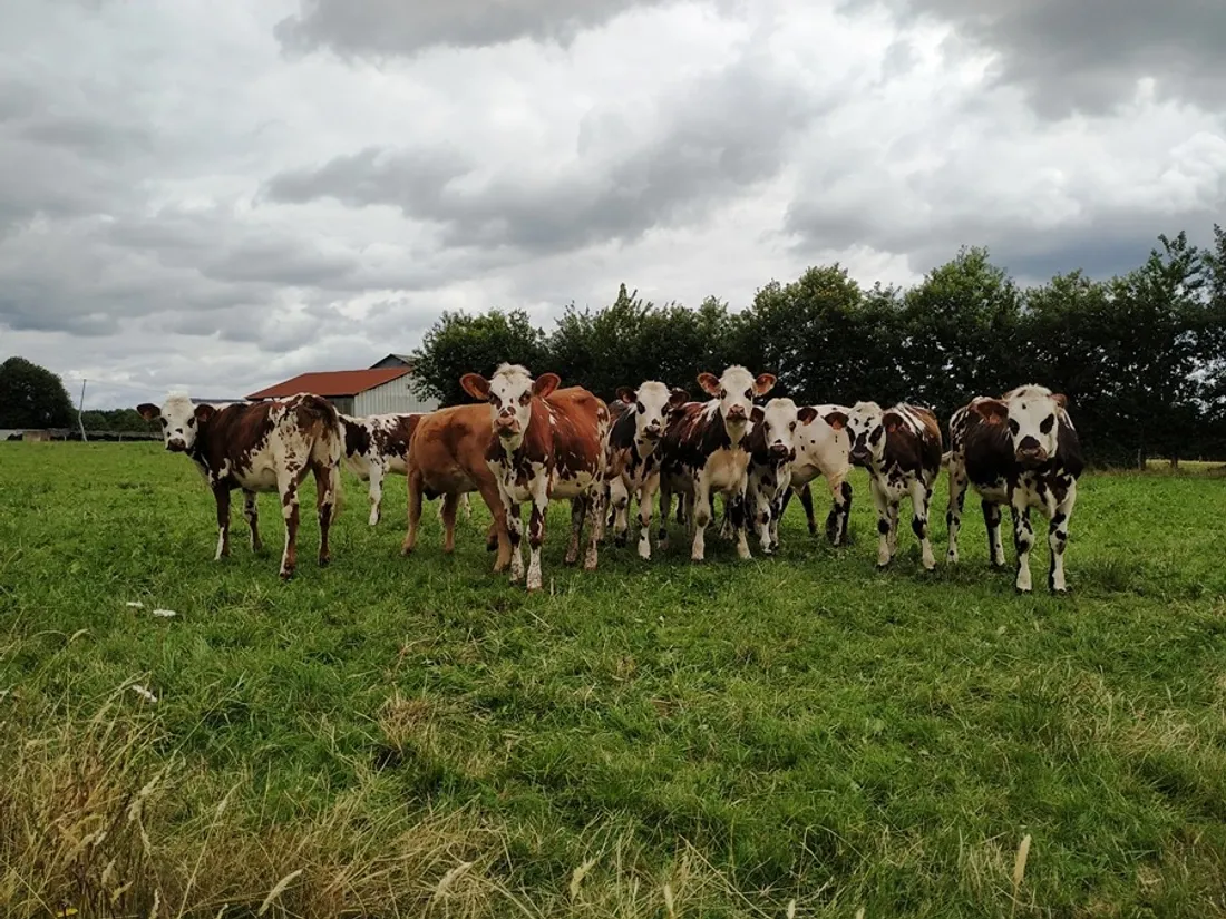 Haut-Anjou. Savencia va rompre ses relations avec 330 fermes laitières