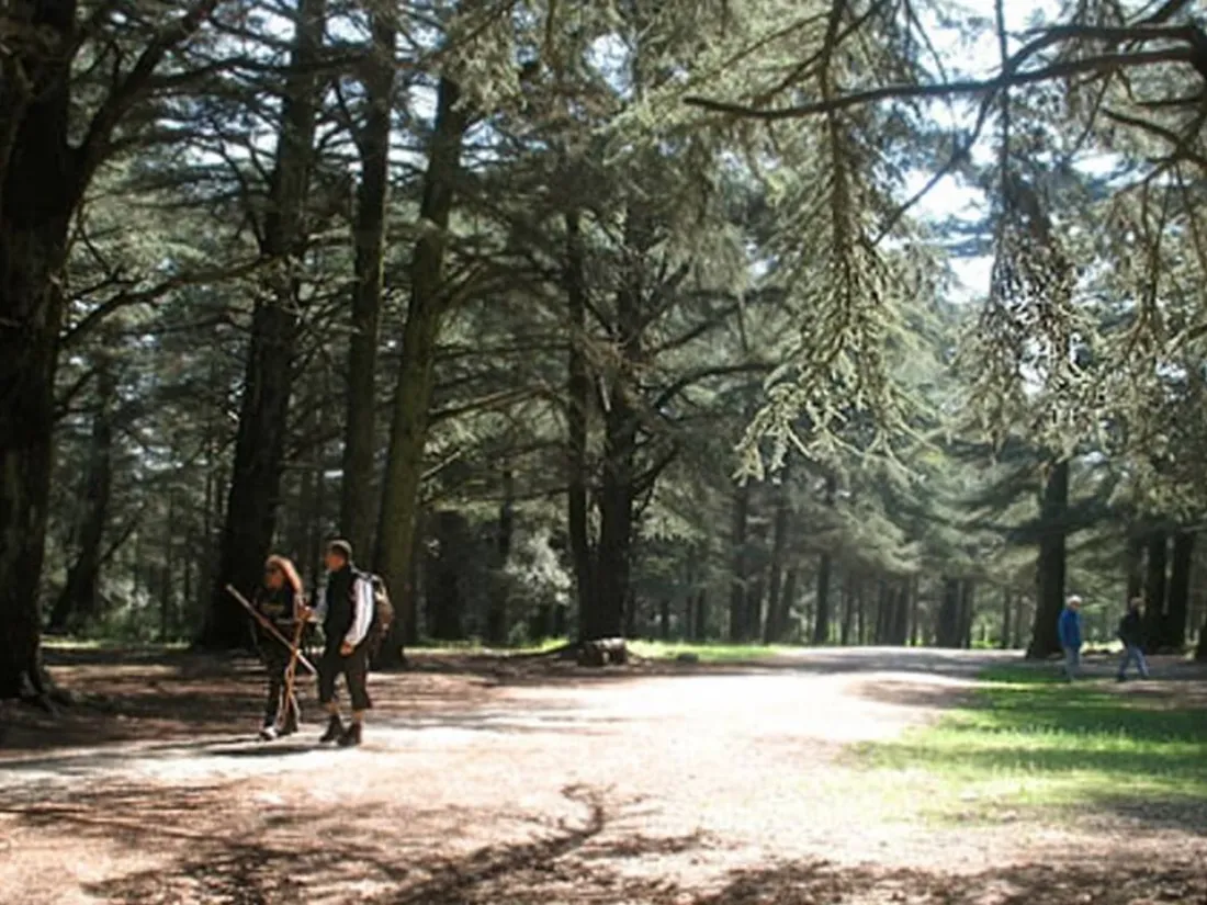 Nuit des forêts : une dizaine d’événements gratuits autour du Golfe...