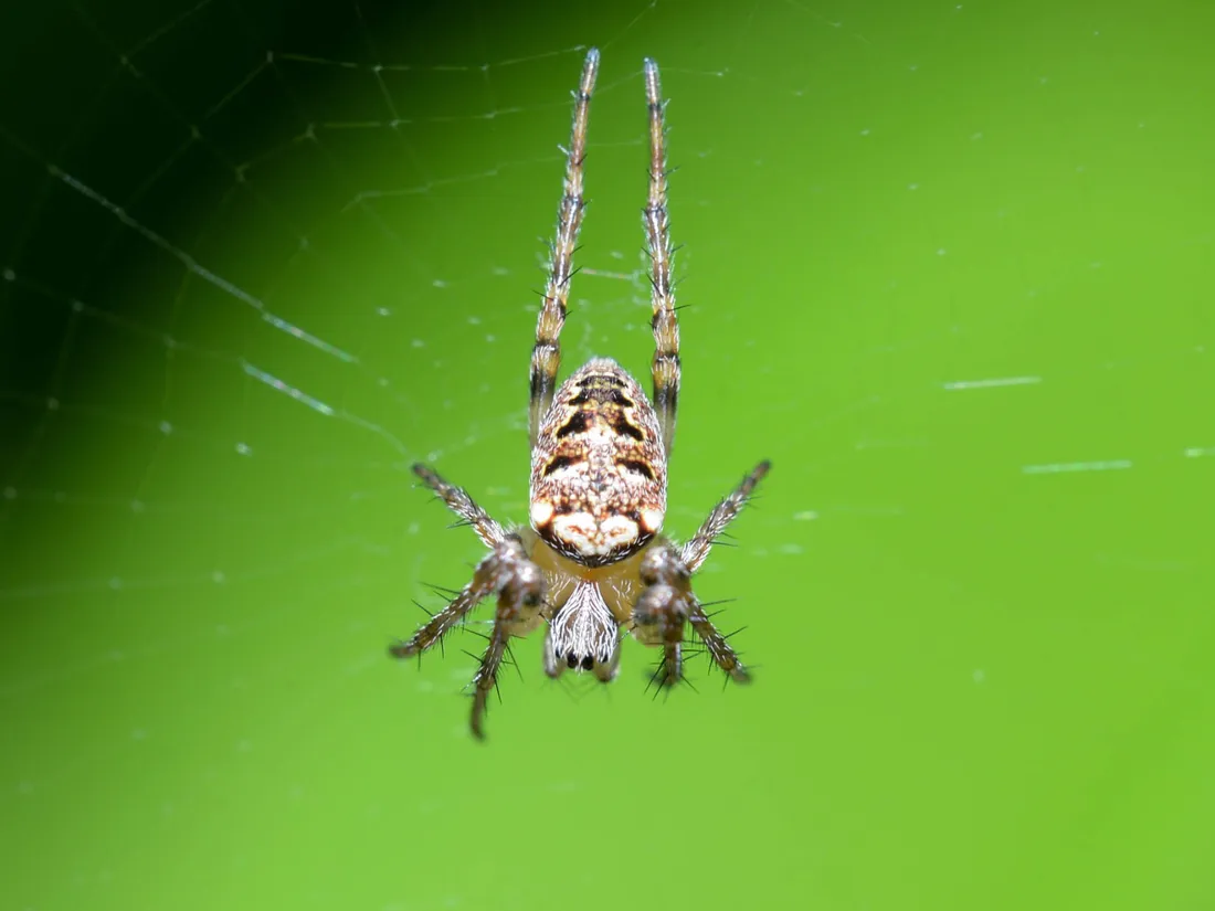 Araignées menacées en Nouvelle-Aquitaine : 105 espèces en danger