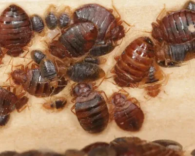 4/10/23 : Les punaises de lit s’invitent dans les débats à l’Assemblée Nationale