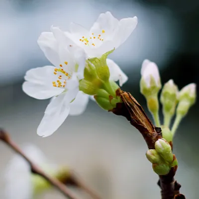 fleur arbre gros plan