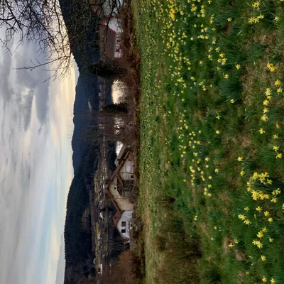 Les jonquilles de Gerardmer