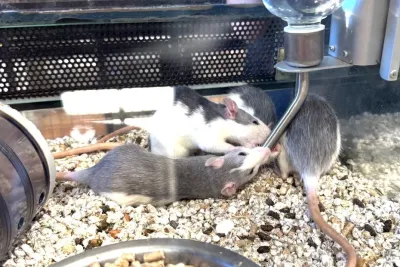 souris