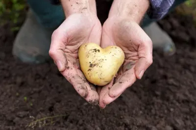 Pommes de Terre du Cœur