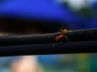 Fourmis électriques