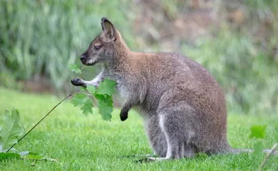 Wallaby 