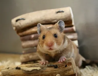 Hamster 