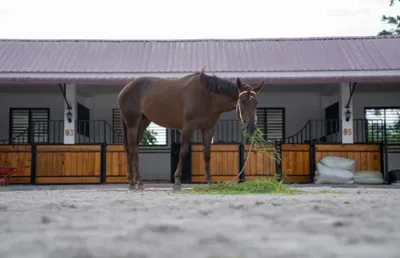 Il tourne le dos à l’industrie pour suivre son rêve : travailler au contact des chevaux