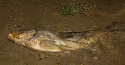 Mortalité massive de poissons