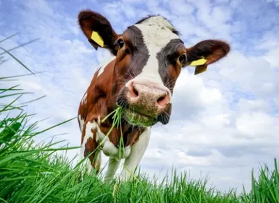 vache